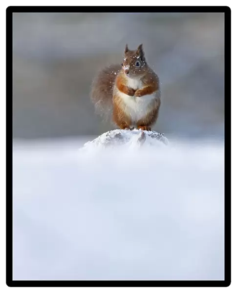 Red Squirrel (Sciurus vulgaris) in winter, Cairngorms National Park, Highlands, Scotland