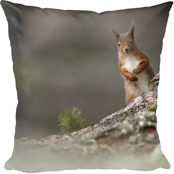 Red squirrel (Sciurus vulgaris) looking round pine tree, Cairngorms National Park