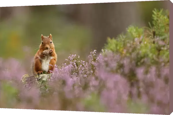 Red squirrel (Sciurus vulgaris) feeding on pine cone in purple heather covered pine forest