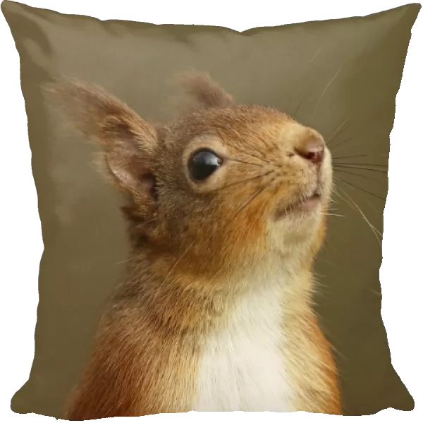 Red Squirrel (Sciurus vulgaris) close-up portrait of red squirrel sniffing