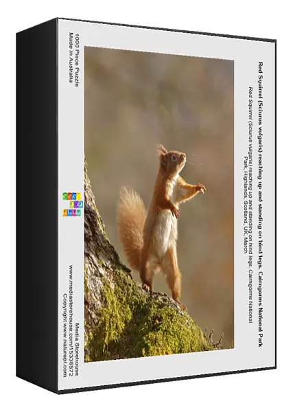 Red Squirrel (Sciurus vulgaris) reaching up and standing on hind legs. Cairngorms National Park