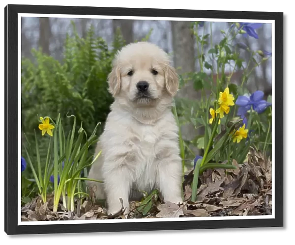 Golden Retriever puppy at 5 weeks, in garden with blue sweet peas and tete-a-tete daffodils
