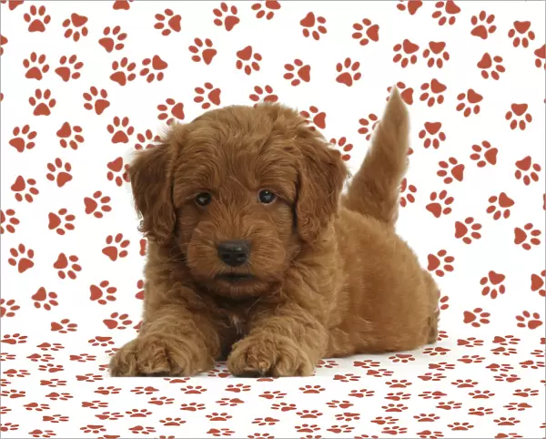 Golden Retriever x Poodle F1b Goldendoodle puppy on paw print background