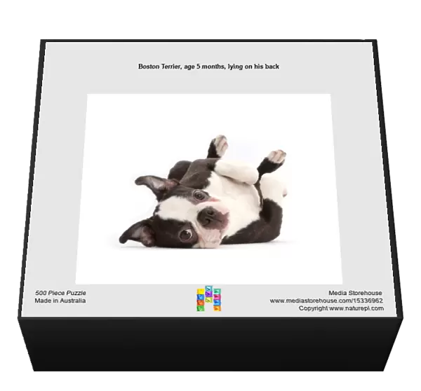 Boston Terrier, age 5 months, lying on his back