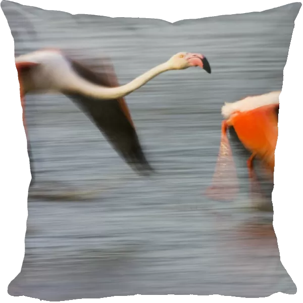 Two Greater flamingos (Phoenicopterus roseus) flying over lagoon, Camargue, France