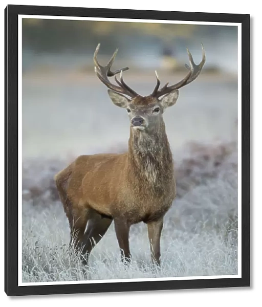 Red deer (Cervus elaphus) stag, portrait on frosty morning, Richmond Park, London