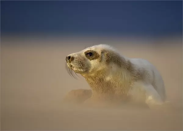 Grey Seal (Halichoerus grypus) pup resting on sand bank during sandstorm, Donna Nook