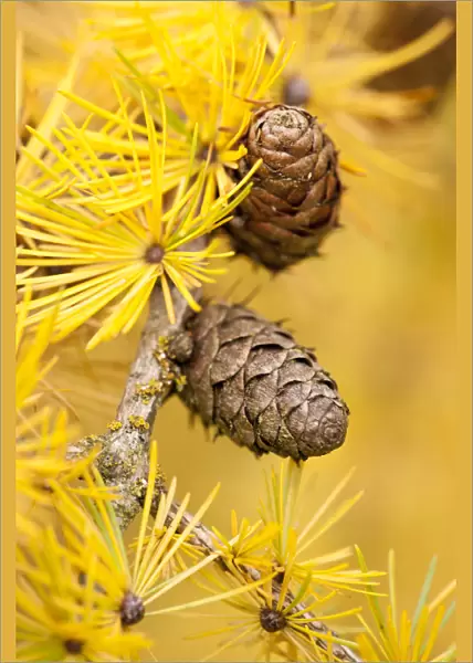 Larch {Larix deciduas} yellow needles and cones in autumn, Donisthorpe, The National Forest