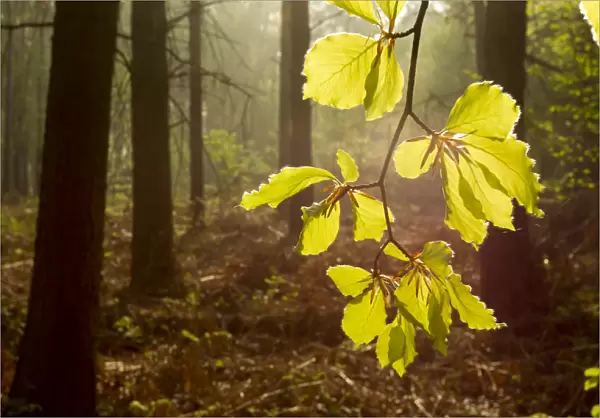 Beech leaves (Fagus sylvatica) backlit at dawn with forest in background, The National Forest