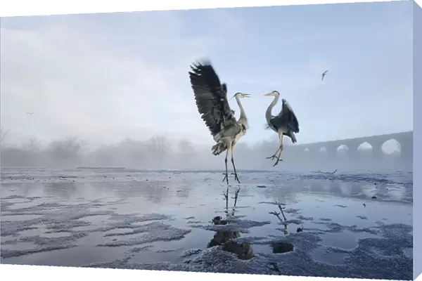 Two Grey herons (Ardea cinerea) squabbling over fish fed to them by visitors, River Tame