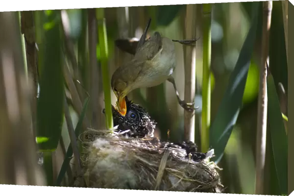 Cuckoo (Cuculus canorus) 12 day chick in Reed Warbler nest (Acrocephalus scirpaceus)