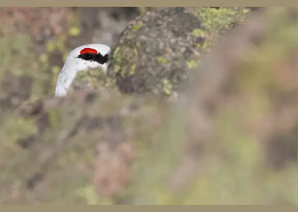 Rock ptarmigan (Lagopus mutus) male hidden by rocks, eye visible, winter plumage