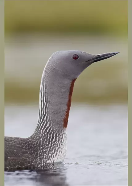 Red-throated diver (Gavia stellata) adult on breeding loch, Flow Country, Highland