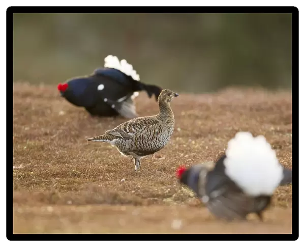 Black grouse (Tetrao tetrix) female at lek on heather moorland with two males displaying nearby