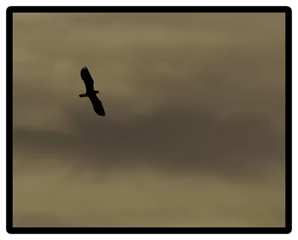 Lapwing (Vanellus vanellus) in flight, silhouetted at dusk, North Uist, Western Isles