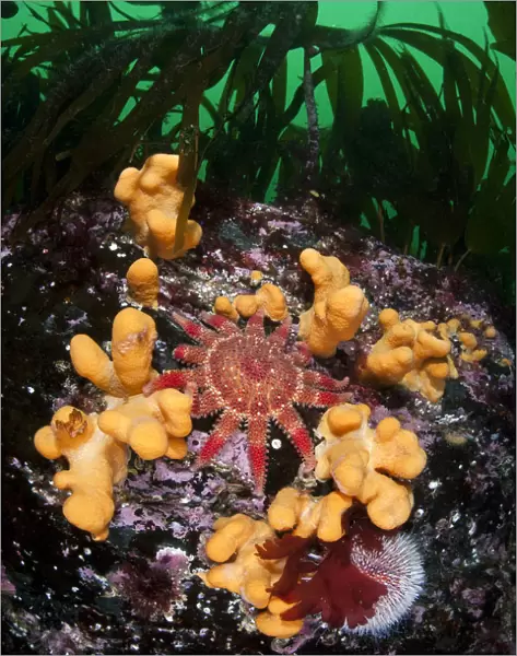 Common  /  Red sunstar (Crossaster papposus) amongst Dead mans fingers (Alcyonium