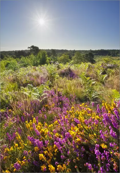 Bell heather (Erica cinerea) in bloom on lowland heathland, Caesars Camp, Aldershot