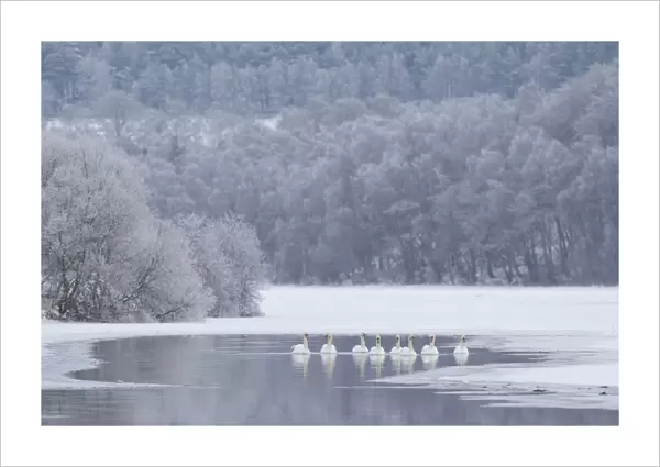 Group of Mute swans (Cygnus olor) on a partially frozen loch, Loch Laggan, Creag Meagaidh NNR