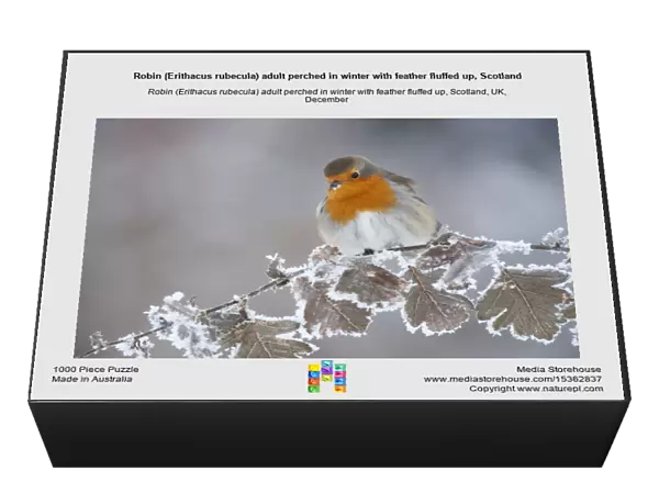 Robin (Erithacus rubecula) adult perched in winter with feather fluffed up, Scotland