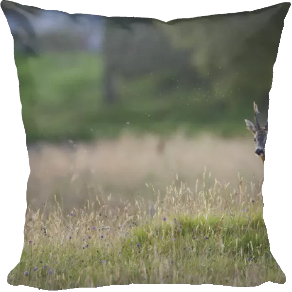 Roe deer (Capreolus capreolus) buck in a meadow in summer, Cairngorms NP, Scotland