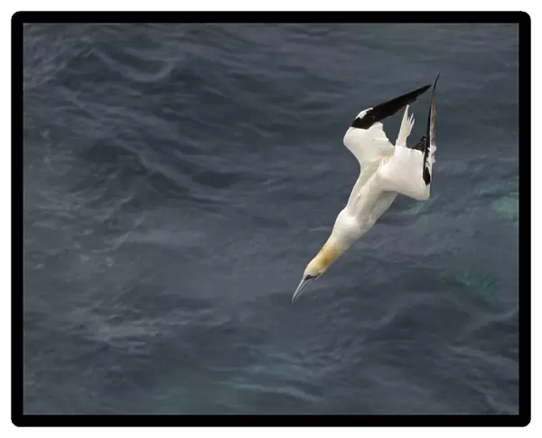 Northern gannet (Morus bassanus) plunge-diving for fish alongside pelagic trawler