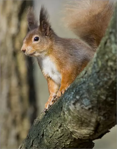 Red squirrel (Sciurus vulgaris) on branch in morning sun, Brownsea Island, Dorset
