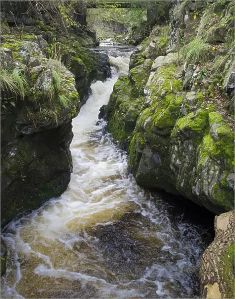 Tributary of the River Tweed where Brown trout (Salmo trutta) and Atlantic salmon