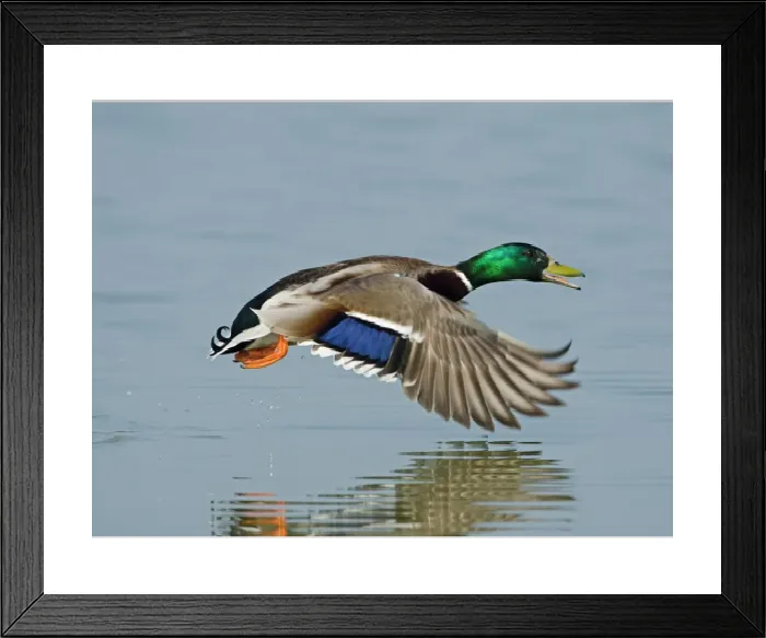 Framed Print : Mallard Print: Low-Flying Male Over Water Framed Print : Mallard Print: Low-Flying Male Over Water