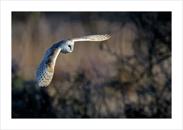 Barn owl (Tyto alba) in flight, Norfolk, England, UK, February