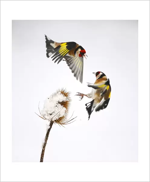 Goldfinches (Carduelis carduelis) squabbling over teasel seeds in winter. Hope Farm RSPB reserve