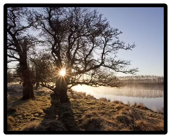 River Spey in spring, sun rising behind trres, Cairngorms National Park, Scotland