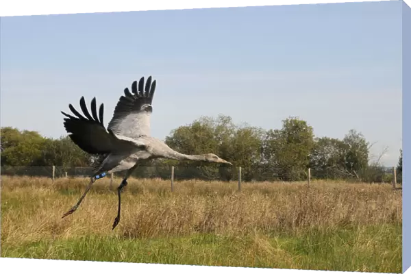 Recently released young Common  /  Eurasian crane (Grus grus) landing within a fox-proof