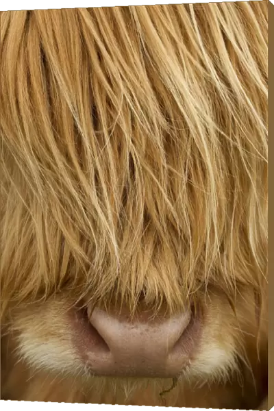RF- Close-up of Highland cow (Bos taurus) showing thick insulating hair covering face