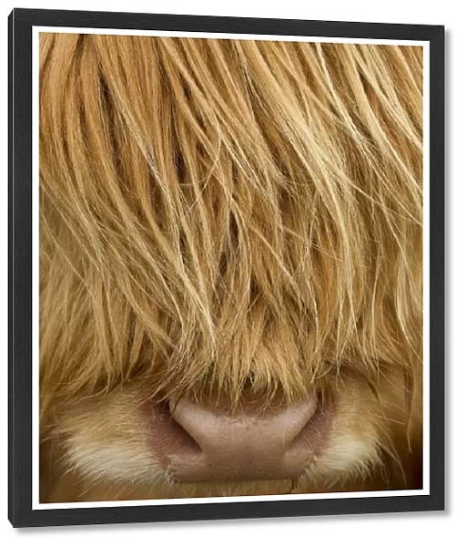 RF- Close-up of Highland cow (Bos taurus) showing thick insulating hair covering face