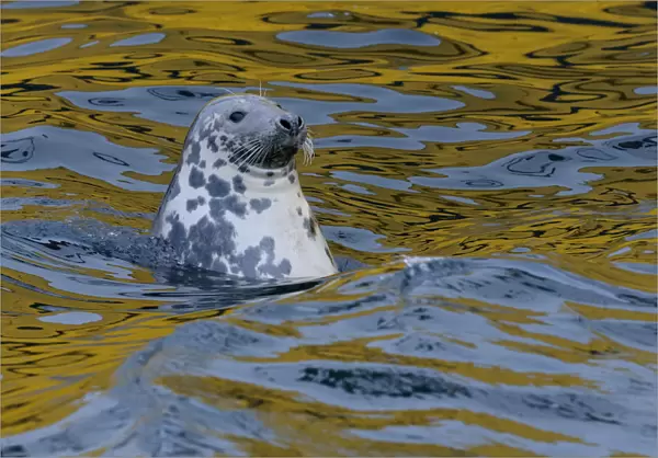 Grey seal (Halichoerus grypus) scavenging fish around trawlers in Lerwick harbour