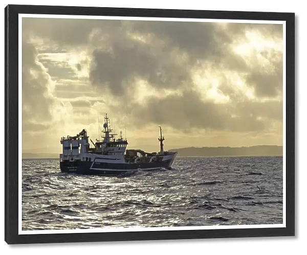 Fraserburgh pelagic trawler Forever Grateful fishing for Atlantic mackerel