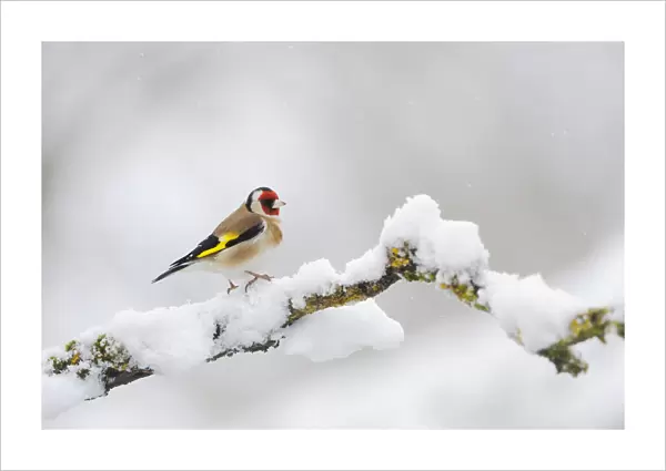 Goldfinch (Carduelis carduelis) perched on a snow covered branch, Perthshire, Scotland