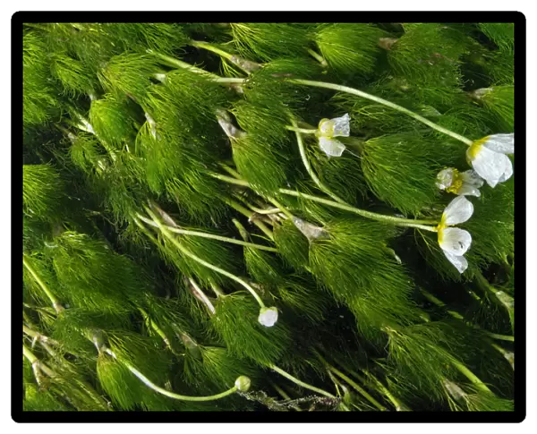 Water-crowfoot (Ranunculus fluitans subsp. penicillatus) flowering underwater, Cumbria