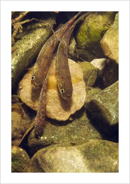 Brown trout (Salmo trutta) fry on river bed, Cumbria, England, UK, September