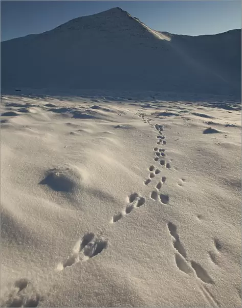 Mountain hare (Lepus timidus) footprints in snow, Creag Meagaidh National Nature Reserve