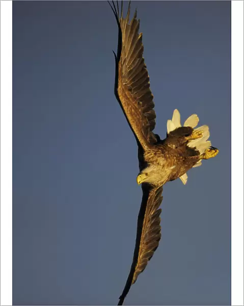 RF- White-tailed Sea Eagle (Haliaeetus albicilla) turning in flight, Flatanger, Norway