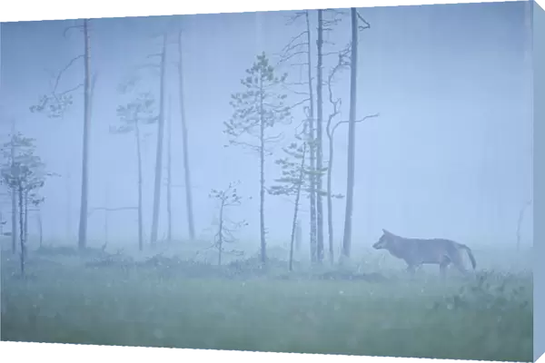 Wild European Grey wolf (Canis lupus) silhoutted in mist, Kuhmo, Finland, July 2008