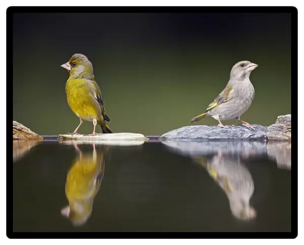 Greenfinch (Carduelis chloris) male and female at water, Pusztaszer, Hungary, May 2008