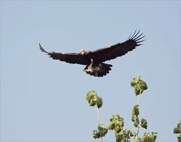 Eastern imperial eagle (Aquila heliaca) carrying Hare prey in flight, East Slovakia