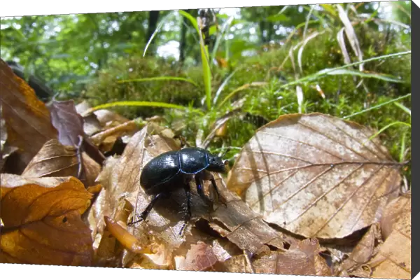 Dor beetle (Geotrupes stercorarius) walking over fallen leaves in a Beech forest