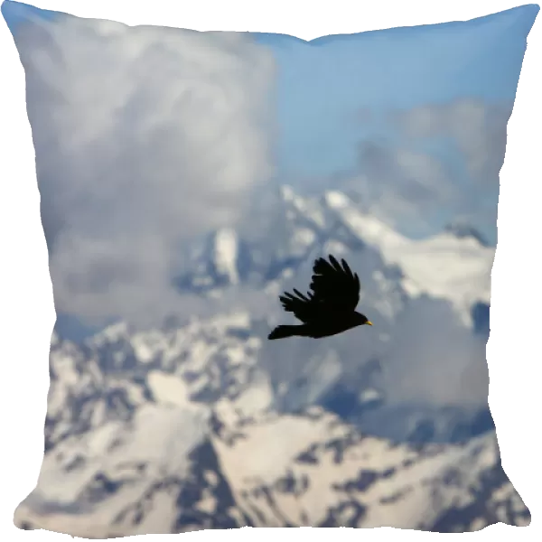Apline  /  Yellow-billed chough (Pyrrhocorax graculus) in flight, Mount Elbrus, Caucasus