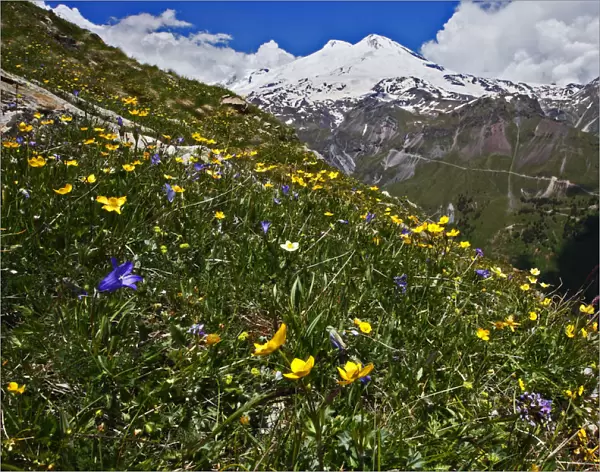 Alpine meadow with flowers, Mount Elbrus in the distance, Caucasus, Russia, June 2008