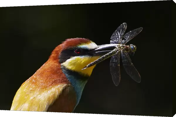 European Bee-eater (Merops apiaster) with Dragonfly prey, Pusztaszer, Hungary, May 2008