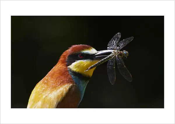 European Bee-eater (Merops apiaster) with Dragonfly prey, Pusztaszer, Hungary, May 2008