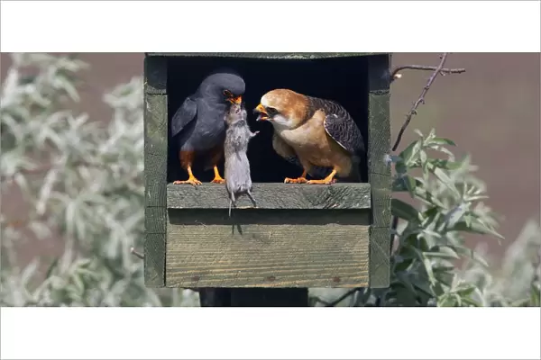 Red-footed Falcon (Falco vespertinus) male brings vole prey to female in nestbox